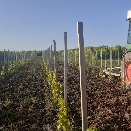 Plantation de vignes